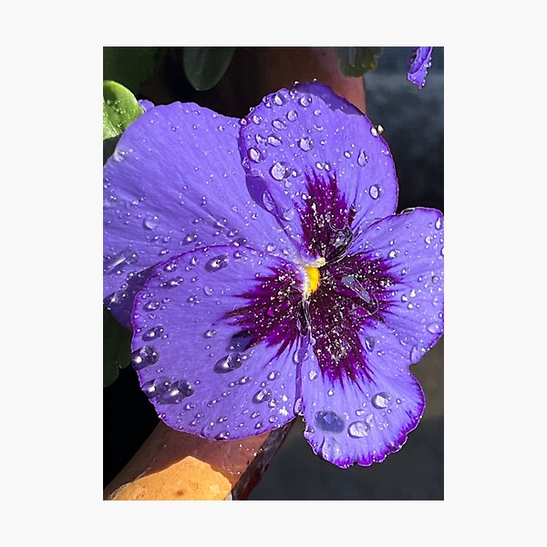 Item preview, Violet designed and sold by Darnell Williams.