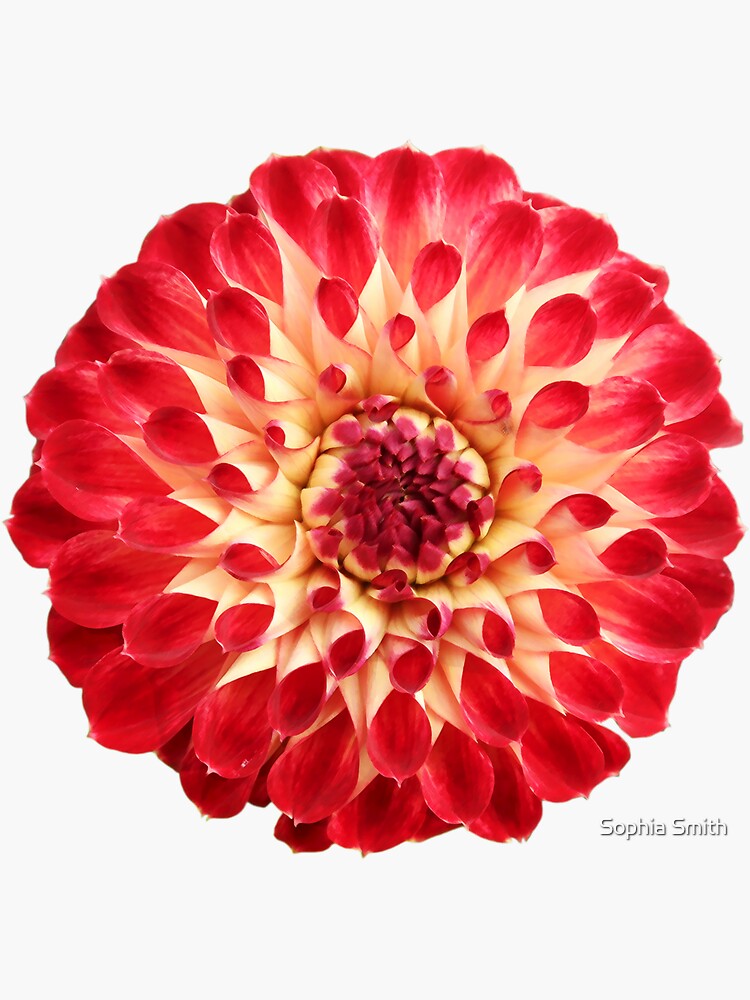 “Dahlia Jowey Joshua” Sticker by MrsSmith007 | Redbubble