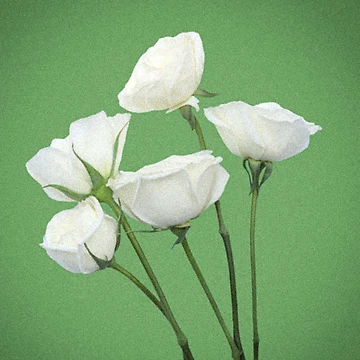 Artwork thumbnail, Spring White Roses by Asmaa Abdul-Azim