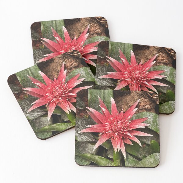 Item preview, Aechmea fasciata planta de invernadero de flores rosadas de Brasil designed and sold by pfc-art.