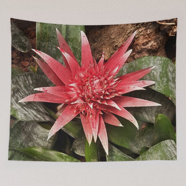 Item preview, Aechmea fasciata planta de invernadero de flores rosadas de Brasil designed and sold by pfc-art.