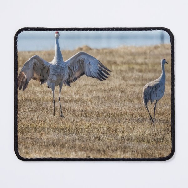 Item preview, Thirteen Moves to Impress a Mate, No. 12 designed and sold by Belinda Greb Photography.