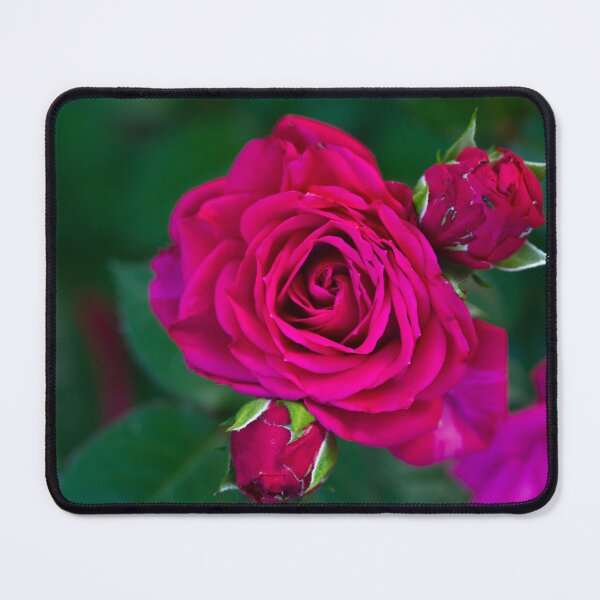 Item preview, Dark Pink Roses designed and sold by Kenziewenze.
