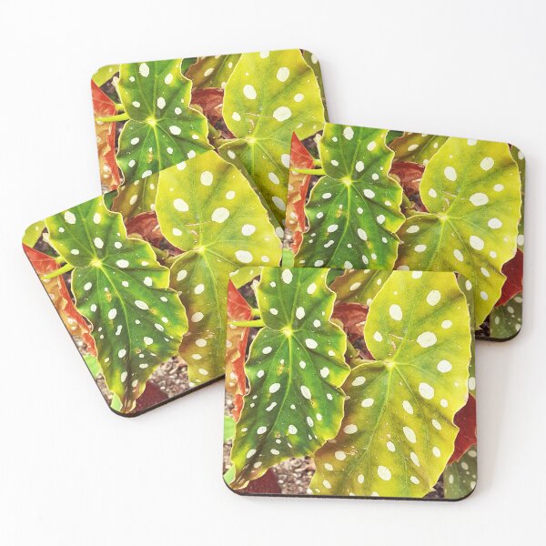 Item preview, Polkadot Begonia green plant designed and sold by pfc-art.