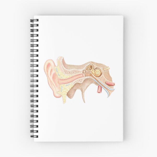 Item preview, ear anatomy designed and sold by Emma Cheng.