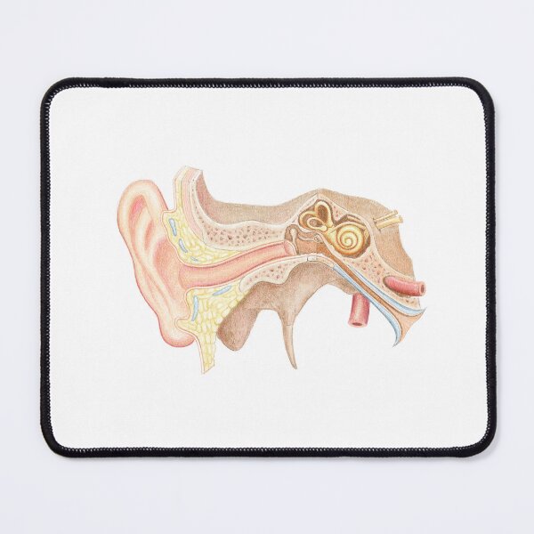 Item preview, ear anatomy designed and sold by Emma Cheng.