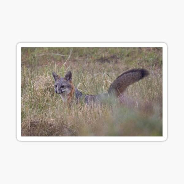 Item preview, Fox in a field designed and sold by Anthony Brewer.