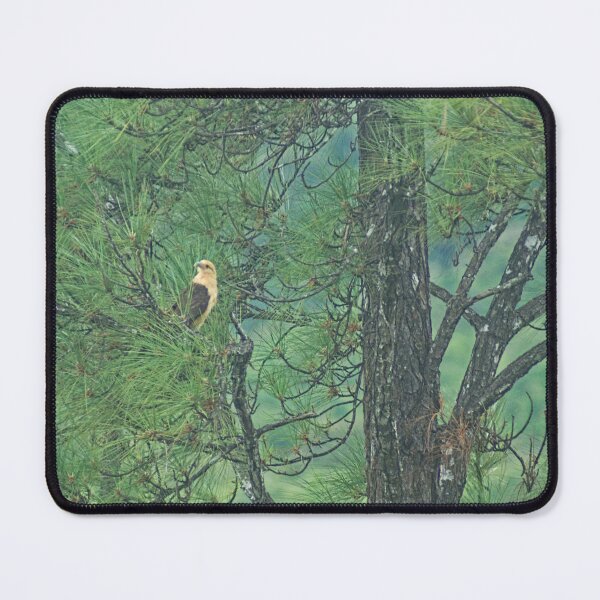 Item preview, Kla caracara designed and sold by pcfyi.