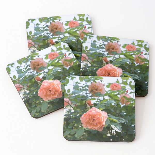 Item preview, Lush Rosebush with Scented Pink and Peach Rose Blooms designed and sold by Georgia Mizuleva.