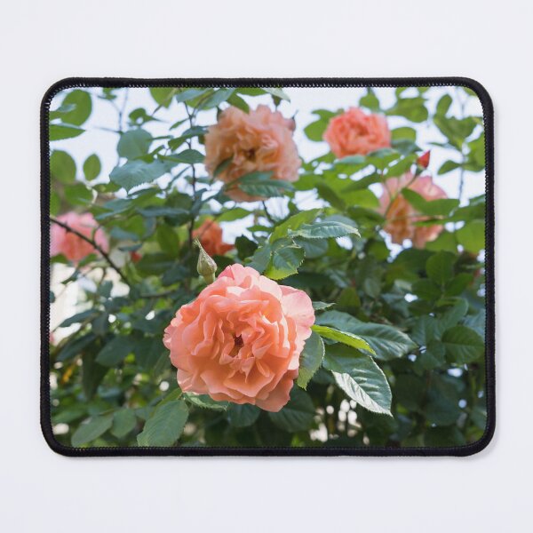 Item preview, Lush Rosebush with Scented Pink and Peach Rose Blooms designed and sold by Georgia Mizuleva.