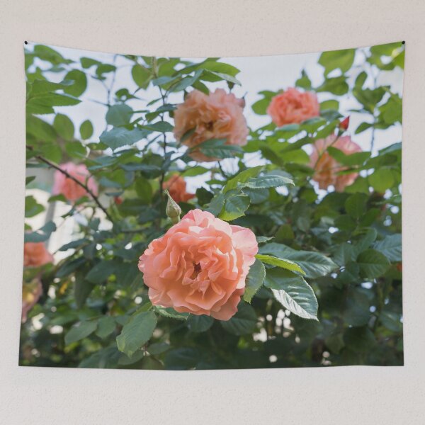 Item preview, Lush Rosebush with Scented Pink and Peach Rose Blooms designed and sold by Georgia Mizuleva.