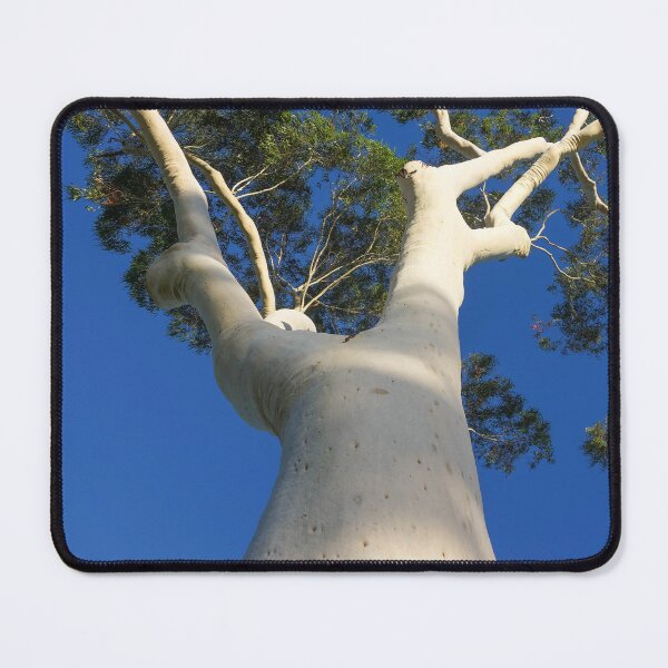 Item preview, Ghost Gum Tree at Lake Weeroona - Bendigo, Victoria, Australia designed and sold by Steven Jodoin.