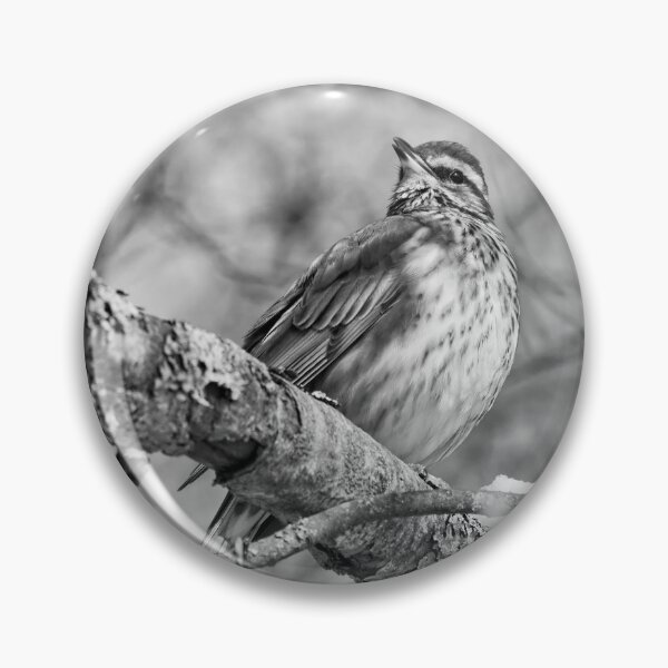 Item preview, The song. Redwing bw designed and sold by Jouko Lehto Photography.