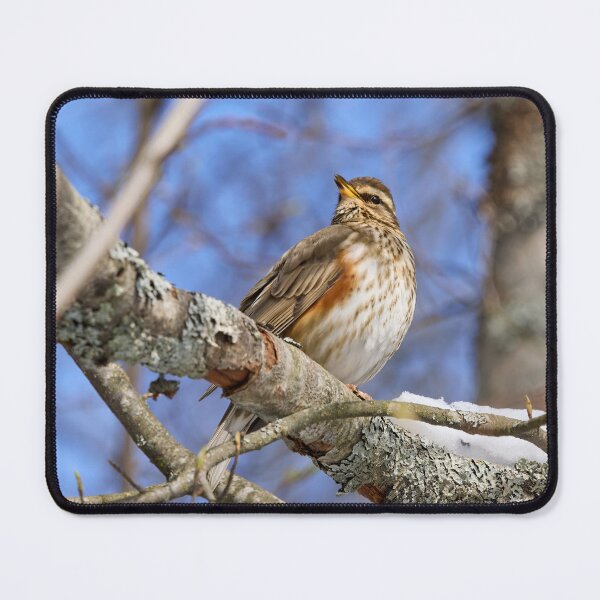Item preview, The song. Redwing designed and sold by Jouko Lehto Photography.
