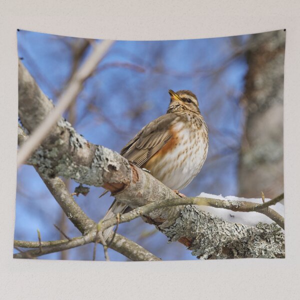 Item preview, The song. Redwing designed and sold by Jouko Lehto Photography.