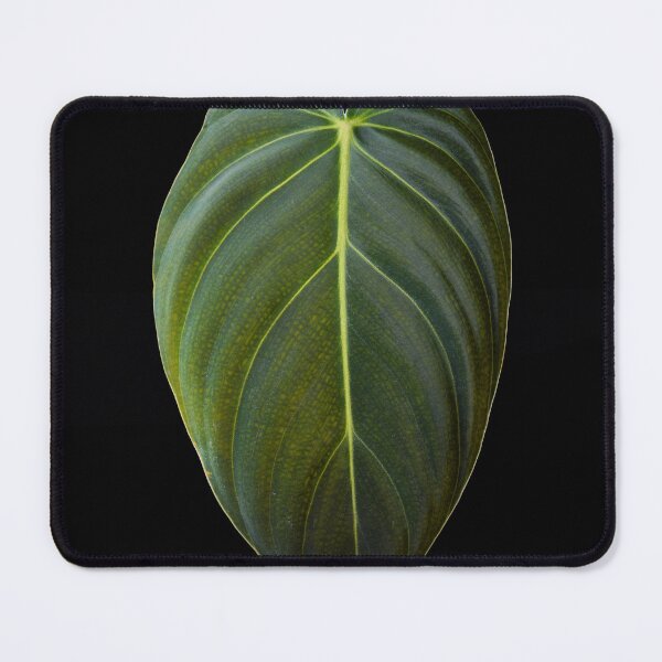 Item preview, Philodendron Melanochrysum Melano Velvet Leaf designed and sold by plantsbutbetter.