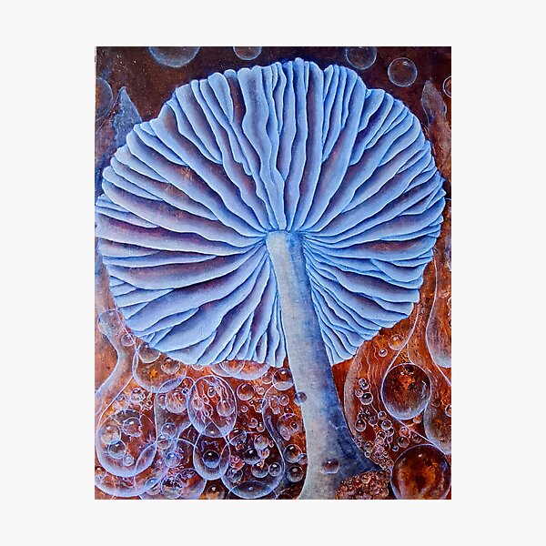 Mystic Mushroom Photographic Print