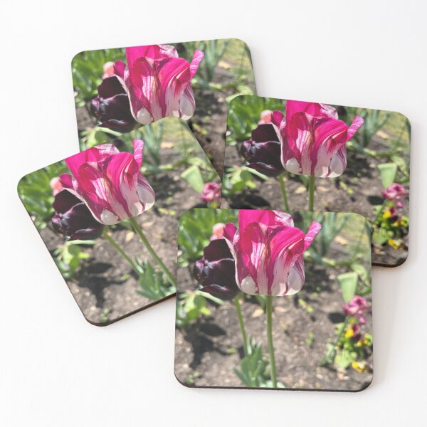 Item preview, Festival de los Tulipanes 2024 designed and sold by SamiC06.
