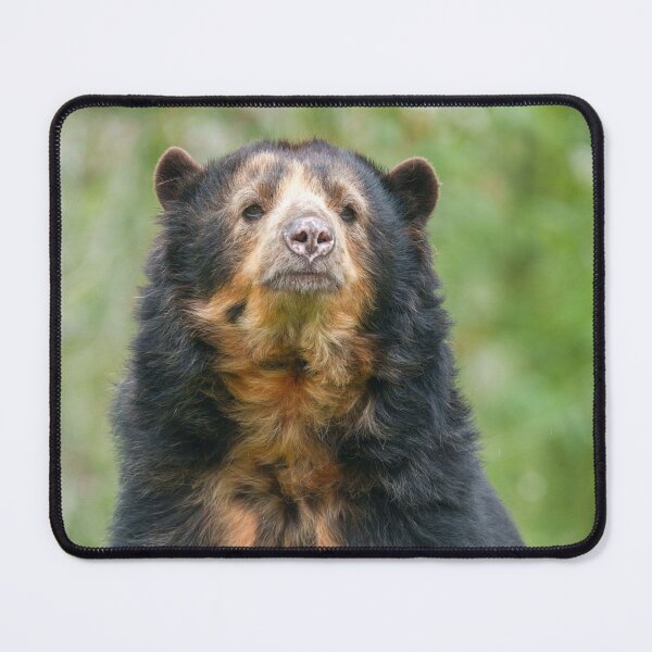 Item preview, Graceful Andean Bear in Lush Habitat designed and sold by rawshutterbug.