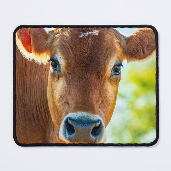 Item preview, Soulful looking brahma cow looking at you designed and sold by noblephoto.
