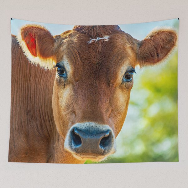 Item preview, Soulful looking brahma cow looking at you designed and sold by noblephoto.