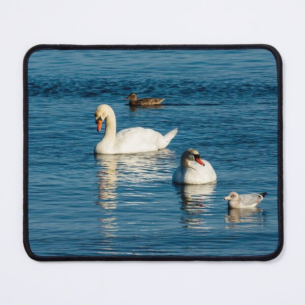 Item preview, Swan hanging out with friends designed and sold by Ruth Curtis.