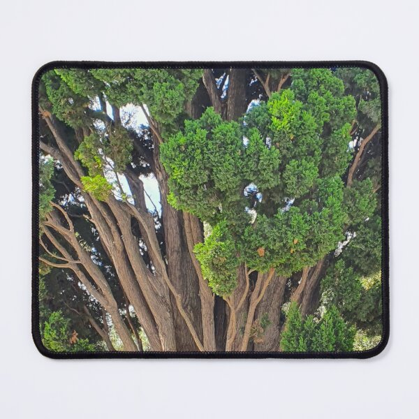 Item preview, Cedro em Belém. Jerónimos designed and sold by Tereza Pilar  Art.
