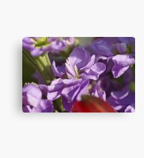 Pretty pinks Canvas Print
