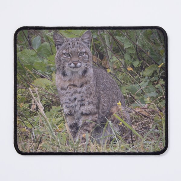 Item preview, Bobcat designed and sold by Anthony Brewer.