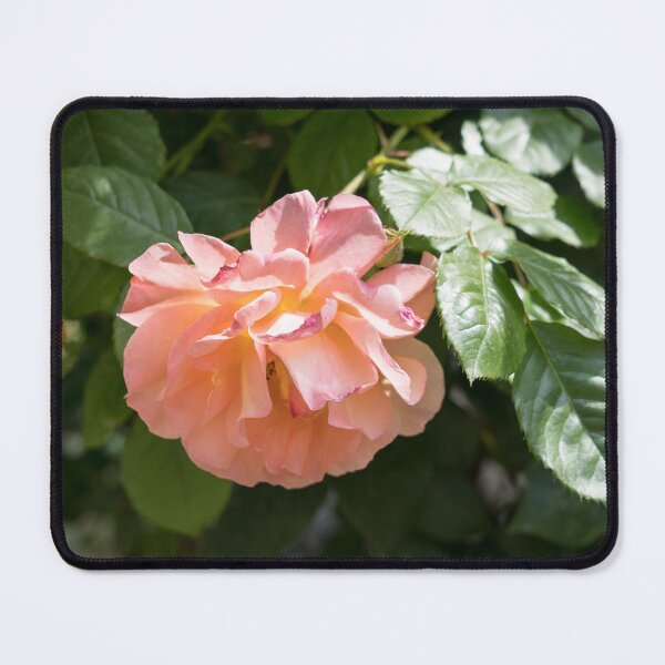 Item preview, Fragrant Peachy Pink Rose in Full Bloom designed and sold by Georgia Mizuleva.