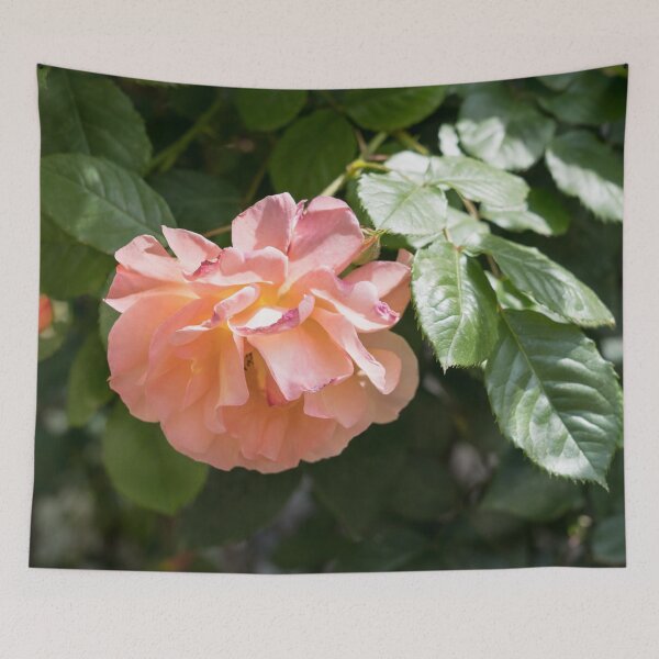 Item preview, Fragrant Peachy Pink Rose in Full Bloom designed and sold by Georgia Mizuleva.