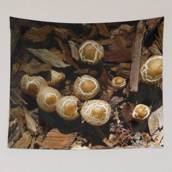 Item preview, Sprouting Mushrooms designed and sold by gistinker.