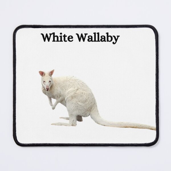 Item preview, White Wallaby -  all the way from Tasmania  designed and sold by Debsgiftware Ward.