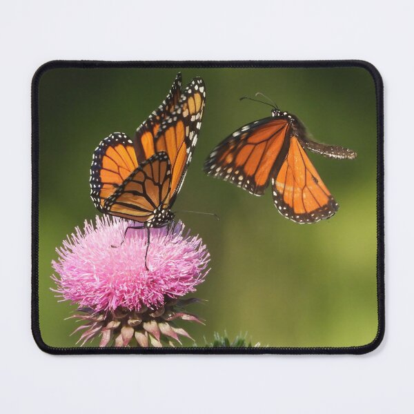 Item preview, Monarch Butterflies on thistle flower designed and sold by Jenny  Dyer.