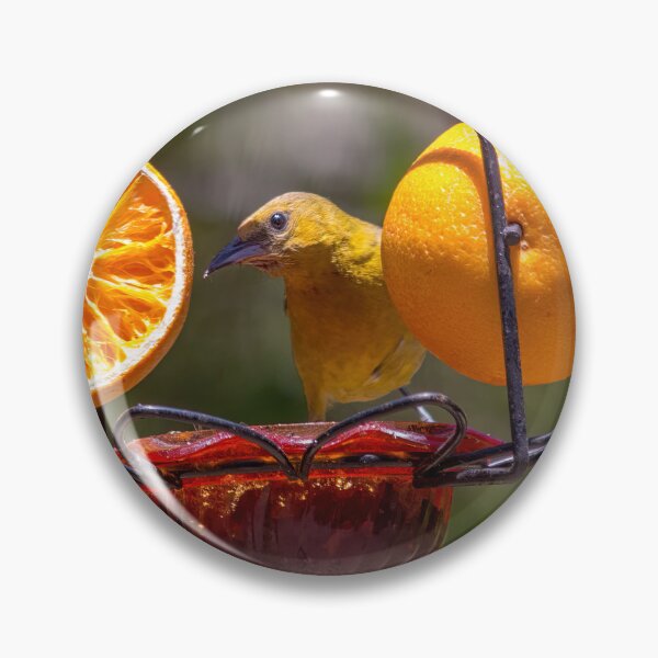 Item preview, Juvenile Oriole Enjoying Oranges and Jelly designed and sold by CarolM.