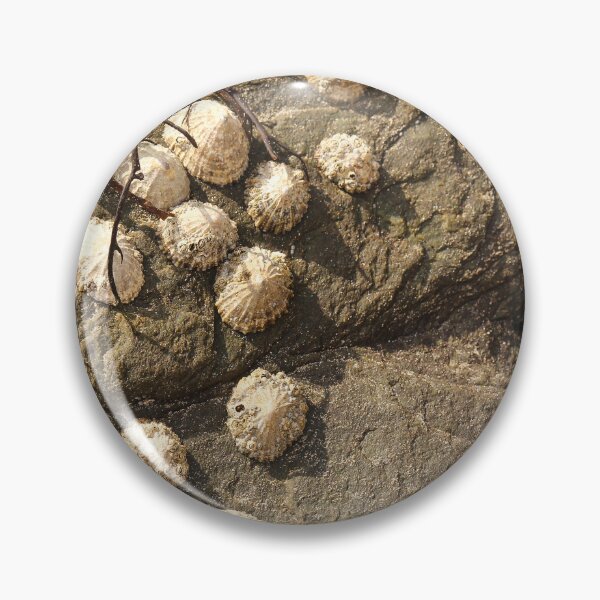 Item preview, Nature Lovers Limpets on Rock Rathmullan Vertical designed and sold by eddiebarronshop.