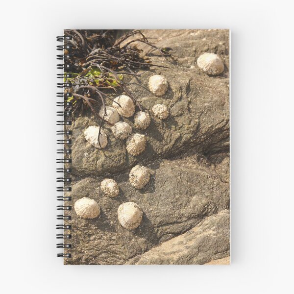 Item preview, Nature Lovers Limpets on Rock Rathmullan Vertical designed and sold by eddiebarronshop.