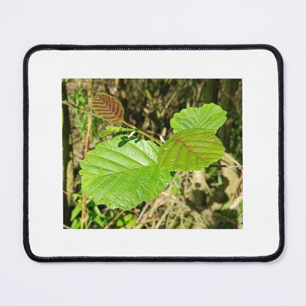 Item preview, Fresh alder leaves in sunlight  designed and sold by Oubaitory.