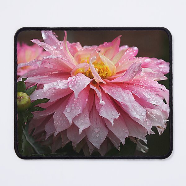 Item preview, Dahlia 'Sincerity' designed and sold by CotswoldCottage.