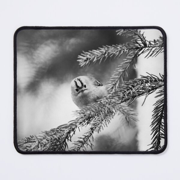 Item preview, Looking staright at you. Goldcrest bw designed and sold by Jouko Lehto Photography.