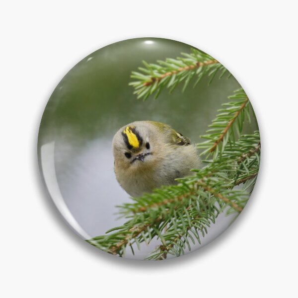 Item preview, Looking staright at you. Goldcrest designed and sold by Jouko Lehto Photography.