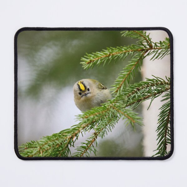 Item preview, Looking staright at you. Goldcrest designed and sold by Jouko Lehto Photography.