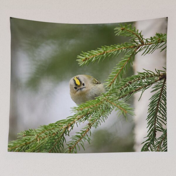 Item preview, Looking staright at you. Goldcrest designed and sold by Jouko Lehto Photography.