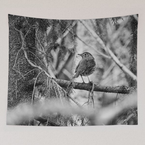 Item preview, Which way to go. Song thrush bw designed and sold by Jouko Lehto Photography.