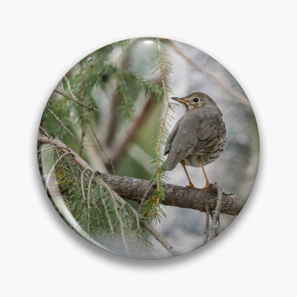 Item preview, Which way to go. Song thrush designed and sold by Jouko Lehto Photography.