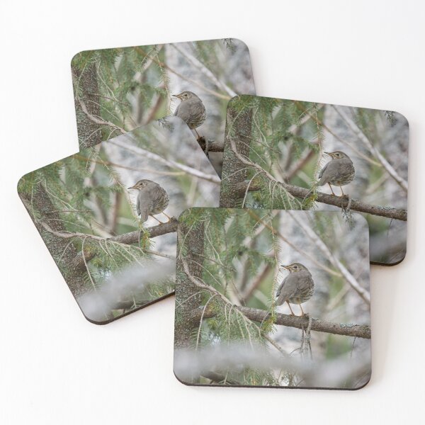 Item preview, Which way to go. Song thrush designed and sold by Jouko Lehto Photography.