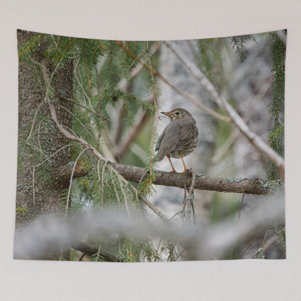 Item preview, Which way to go. Song thrush designed and sold by Jouko Lehto Photography.