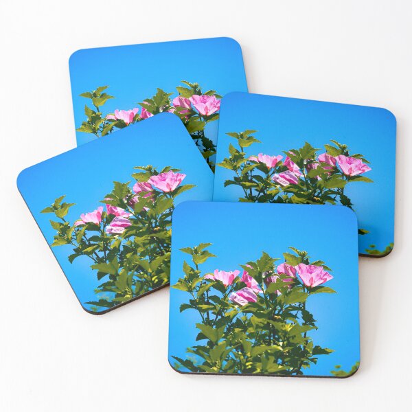 Aperçu de l'œuvre Rose Rose de Sharon Hibiscus Bloom Jardin de fleurs d'été créée et vendue par CaytlinEPhotos.