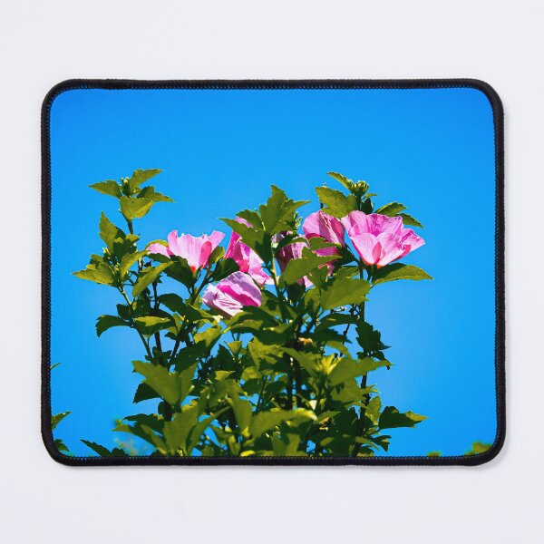 Item preview, Pink Rose of Sharon Hibiscus Bloom Summer Flower Garden designed and sold by CaytlinEPhotos.