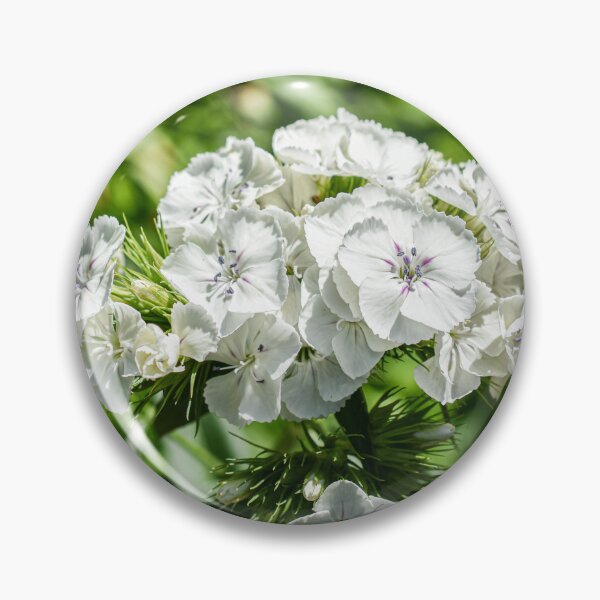 Item preview, White Sweet Williams Blooms Flower Photography designed and sold by CaytlinEPhotos.